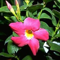 RED RIDING HOOD MANDEVILLA