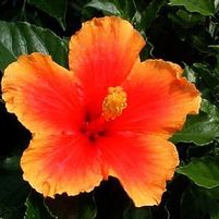 MRS. JIMMY SPANGLER TROPICAL HIBISCUS