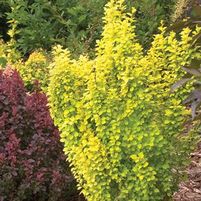 SUNJOY GOLD PILLAR® BARBERRY