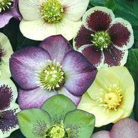 BRUSHSTROKES LENTEN ROSE