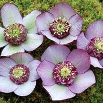 CAROUSEL LENTEN ROSE