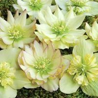 GOLDEN LOTUS WINTER JEWELS™ LENTEN ROSE