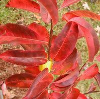 SOURWOOD