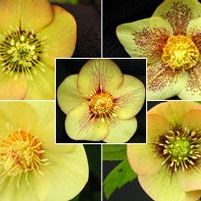 MELLOW YELLOW LENTEN ROSE