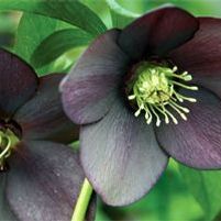 LONDON FOG LENTEN ROSE