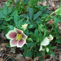SPLASHDOWN LENTEN ROSE