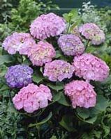 FOREVER & EVER® EARLY SENSATION HYDRANGEA