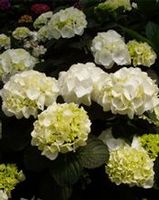 FOREVER & EVER® WHITE OUT HYDRANGEA
