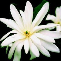CENTENNIAL MAGNOLIA