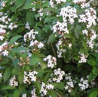 FRAGRANT ABELIA