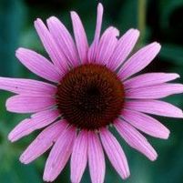 RUBY STAR CONEFLOWER