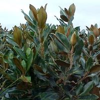 D.D. BLANCHARD MAGNOLIA