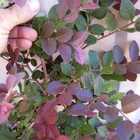 PLUM PURPLE LOROPETALUM