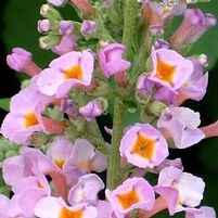 LAVENDER EYES BUTTERFLY BUSH