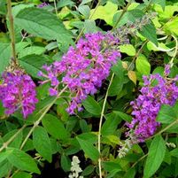 RASPBERRY EYES BUTTERFLY BUSH