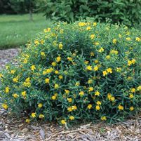 BLUE VELVET ST. JOHN'S WORT