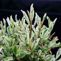 SILVER LINING™ VARIEGATED PYRACANTHA