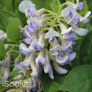BLUE MOON WISTERIA