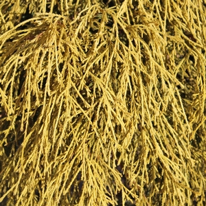 KING'S GOLD FALSE CYPRESS