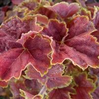 MIRACLE CORAL BELLS