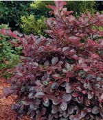 PURPLE DIAMOND® LOROPETALUM