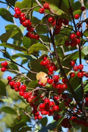 AUTUMN MAGIC BLACK CHOKEBERRY
