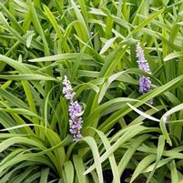 CLEOPATRA™ LIRIOPE