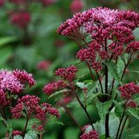 BABY JOE JOE PYE WEED