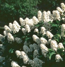 SNOW QUEEN OAKLEAF HYDRANGEA