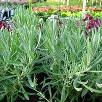 GROSSO LAVENDER