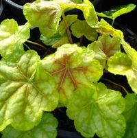 TIRAMISU CORAL BELLS
