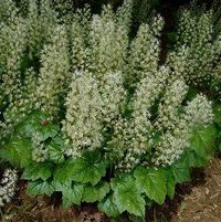 BRANDYWINE FOAM FLOWER