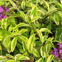 SANTANA BUTTERFLY BUSH