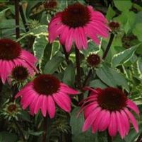 BIG SKY™ AFTER MIDNIGHT CONEFLOWER
