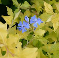 MY LOVE PLUMBAGO