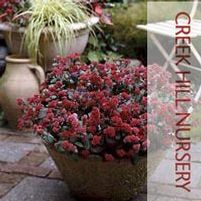 RED CAULI SEDUM