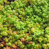 ORANGE ICE SEDUM