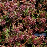 RED ICE SEDUM