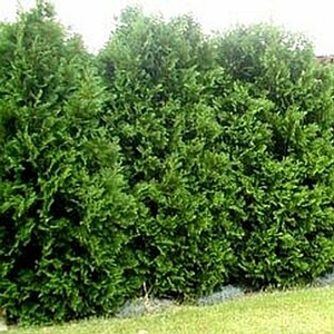 GREEN GIANT ARBORVITAE