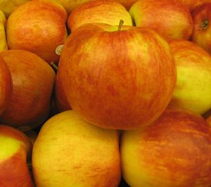 JONAGOLD APPLE