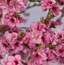 FANTASIA NECTARINE