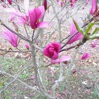 BETTY MAGNOLIA