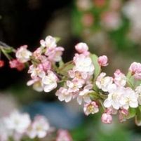 CORALBURST CRABAPPLE