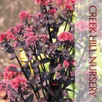 LYNDA WINDSOR SEDUM