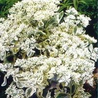 FROSTY MORN SEDUM