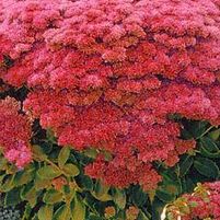 AUTUMN JOY SEDUM