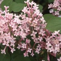 TINKERBELLE® LILAC