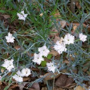 LITTLE BOY BLUE DIANTHUS