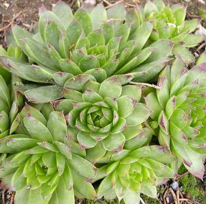HENS & CHICKS COLLECTION