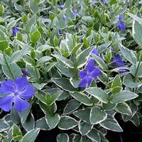 VARIEGATED VINCA MAJOR